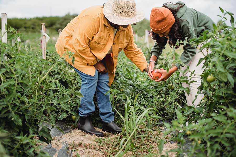 Women picking tomatoes.